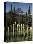 USA, Montana, Glacier NP, Bear Grass (Xerophyllum Tenax) Wildflowers-Christopher Talbot Frank-Stretched Canvas