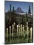 USA, Montana, Glacier NP, Bear Grass (Xerophyllum Tenax) Wildflowers-Christopher Talbot Frank-Mounted Photographic Print