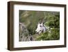 USA, Montana, Glacier NP. Mountain Goat on Hidden Lake Trail.-Trish Drury-Framed Photographic Print