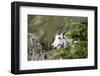 USA, Montana, Glacier NP. Mountain Goat on Hidden Lake Trail.-Trish Drury-Framed Photographic Print