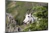 USA, Montana, Glacier NP. Mountain Goat on Hidden Lake Trail.-Trish Drury-Mounted Photographic Print