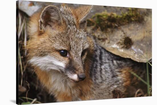 USA, Montana, Kalispell. Gray Fox at Triple D Game Farm-Jaynes Gallery-Stretched Canvas