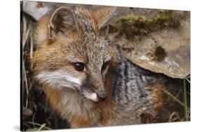 USA, Montana, Kalispell. Gray Fox at Triple D Game Farm-Jaynes Gallery-Stretched Canvas