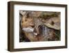 USA, Montana, Kalispell. Gray Fox at Triple D Game Farm-Jaynes Gallery-Framed Photographic Print