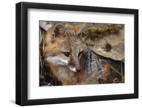 USA, Montana, Kalispell. Gray Fox at Triple D Game Farm-Jaynes Gallery-Framed Photographic Print