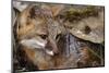 USA, Montana, Kalispell. Gray Fox at Triple D Game Farm-Jaynes Gallery-Mounted Photographic Print