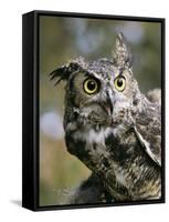 USA, Montana, Kalispell. Great Horned Owl at Triple D Game Farm-Jaynes Gallery-Framed Stretched Canvas
