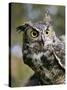 USA, Montana, Kalispell. Great Horned Owl at Triple D Game Farm-Jaynes Gallery-Stretched Canvas