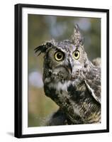 USA, Montana, Kalispell. Great Horned Owl at Triple D Game Farm-Jaynes Gallery-Framed Premium Photographic Print