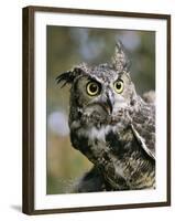 USA, Montana, Kalispell. Great Horned Owl at Triple D Game Farm-Jaynes Gallery-Framed Premium Photographic Print