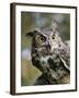 USA, Montana, Kalispell. Great Horned Owl at Triple D Game Farm-Jaynes Gallery-Framed Photographic Print