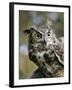 USA, Montana, Kalispell. Great Horned Owl at Triple D Game Farm-Jaynes Gallery-Framed Photographic Print