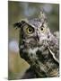 USA, Montana, Kalispell. Great Horned Owl at Triple D Game Farm-Jaynes Gallery-Mounted Photographic Print