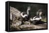 USA, Montana, Kalispell. Skunks Eating Egg at Triple D Game Farm-Jaynes Gallery-Framed Stretched Canvas
