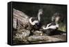 USA, Montana, Kalispell. Skunks Eating Egg at Triple D Game Farm-Jaynes Gallery-Framed Stretched Canvas