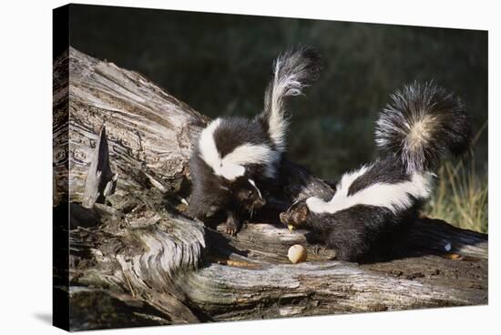 USA, Montana, Kalispell. Skunks Eating Egg at Triple D Game Farm-Jaynes Gallery-Stretched Canvas