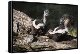 USA, Montana, Kalispell. Skunks Eating Egg at Triple D Game Farm-Jaynes Gallery-Framed Stretched Canvas