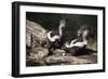 USA, Montana, Kalispell. Skunks Eating Egg at Triple D Game Farm-Jaynes Gallery-Framed Photographic Print