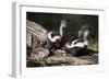 USA, Montana, Kalispell. Skunks Eating Egg at Triple D Game Farm-Jaynes Gallery-Framed Photographic Print