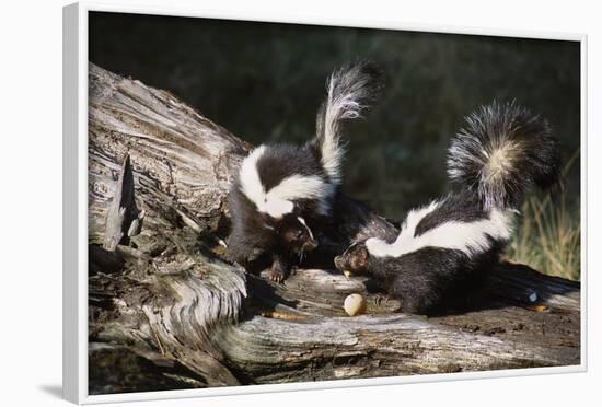 USA, Montana, Kalispell. Skunks Eating Egg at Triple D Game Farm-Jaynes Gallery-Framed Photographic Print