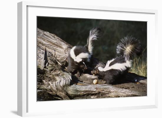 USA, Montana, Kalispell. Skunks Eating Egg at Triple D Game Farm-Jaynes Gallery-Framed Photographic Print