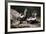 USA, Montana, Kalispell. Skunks Eating Egg at Triple D Game Farm-Jaynes Gallery-Framed Photographic Print