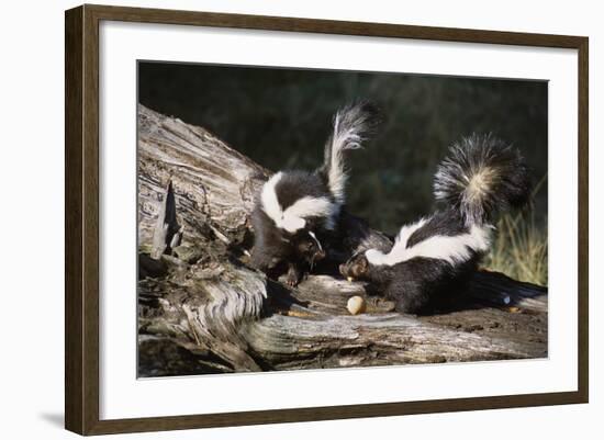 USA, Montana, Kalispell. Skunks Eating Egg at Triple D Game Farm-Jaynes Gallery-Framed Photographic Print
