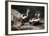 USA, Montana, Kalispell. Skunks Eating Egg at Triple D Game Farm-Jaynes Gallery-Framed Photographic Print