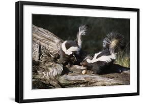 USA, Montana, Kalispell. Skunks Eating Egg at Triple D Game Farm-Jaynes Gallery-Framed Photographic Print