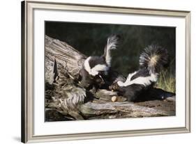 USA, Montana, Kalispell. Skunks Eating Egg at Triple D Game Farm-Jaynes Gallery-Framed Photographic Print