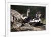 USA, Montana, Kalispell. Skunks Eating Egg at Triple D Game Farm-Jaynes Gallery-Framed Photographic Print