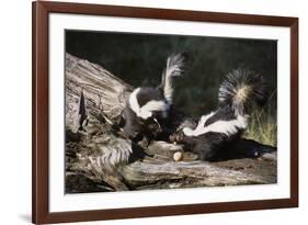 USA, Montana, Kalispell. Skunks Eating Egg at Triple D Game Farm-Jaynes Gallery-Framed Photographic Print