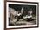 USA, Montana, Kalispell. Skunks Eating Egg at Triple D Game Farm-Jaynes Gallery-Framed Photographic Print