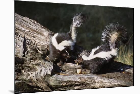 USA, Montana, Kalispell. Skunks Eating Egg at Triple D Game Farm-Jaynes Gallery-Mounted Photographic Print