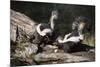 USA, Montana, Kalispell. Skunks Eating Egg at Triple D Game Farm-Jaynes Gallery-Mounted Photographic Print