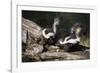 USA, Montana, Kalispell. Skunks Eating Egg at Triple D Game Farm-Jaynes Gallery-Framed Photographic Print