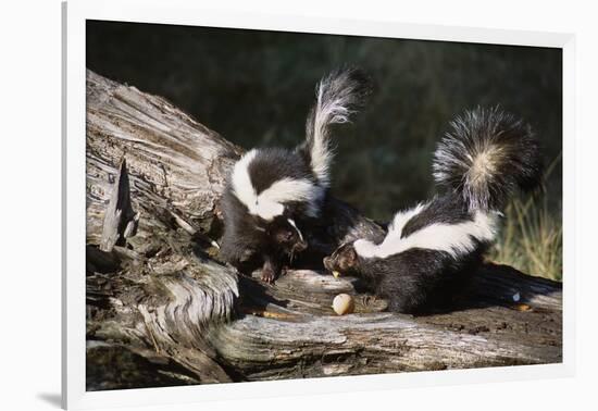 USA, Montana, Kalispell. Skunks Eating Egg at Triple D Game Farm-Jaynes Gallery-Framed Photographic Print