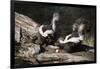 USA, Montana, Kalispell. Skunks Eating Egg at Triple D Game Farm-Jaynes Gallery-Framed Photographic Print