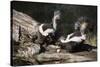 USA, Montana, Kalispell. Skunks Eating Egg at Triple D Game Farm-Jaynes Gallery-Stretched Canvas