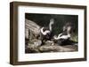 USA, Montana, Kalispell. Skunks Eating Egg at Triple D Game Farm-Jaynes Gallery-Framed Photographic Print