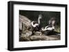 USA, Montana, Kalispell. Skunks Eating Egg at Triple D Game Farm-Jaynes Gallery-Framed Photographic Print