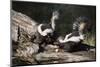 USA, Montana, Kalispell. Skunks Eating Egg at Triple D Game Farm-Jaynes Gallery-Mounted Photographic Print