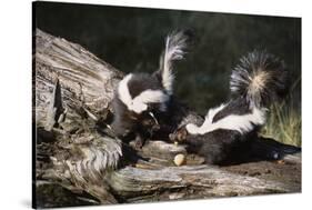 USA, Montana, Kalispell. Skunks Eating Egg at Triple D Game Farm-Jaynes Gallery-Stretched Canvas