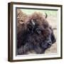 USA, Montana, Moiese. Bison portrait at National Bison Range.-Jaynes Gallery-Framed Photographic Print