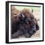 USA, Montana, Moiese. Bison portrait at National Bison Range.-Jaynes Gallery-Framed Photographic Print