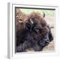 USA, Montana, Moiese. Bison portrait at National Bison Range.-Jaynes Gallery-Framed Photographic Print