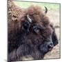 USA, Montana, Moiese. Bison portrait at National Bison Range.-Jaynes Gallery-Mounted Photographic Print