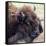 USA, Montana, Moiese. Bison portrait at National Bison Range.-Jaynes Gallery-Framed Stretched Canvas