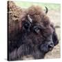 USA, Montana, Moiese. Bison portrait at National Bison Range.-Jaynes Gallery-Stretched Canvas