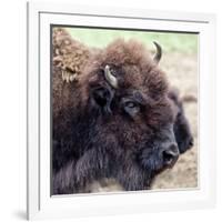 USA, Montana, Moiese. Bison portrait at National Bison Range.-Jaynes Gallery-Framed Photographic Print